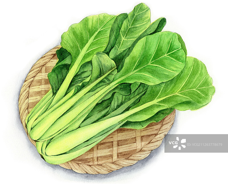 水彩手绘蔬菜小白菜设计素材插画图片素材