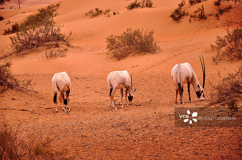 雄伟的阿拉伯羚羊图片素材