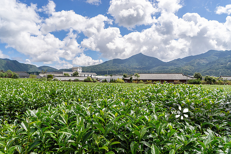 云南腾冲茶园图片素材