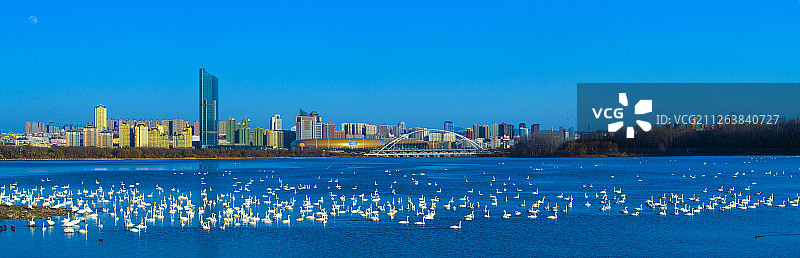 天鹅湖图片素材