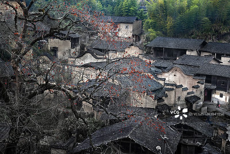 乡村柿子树图片素材