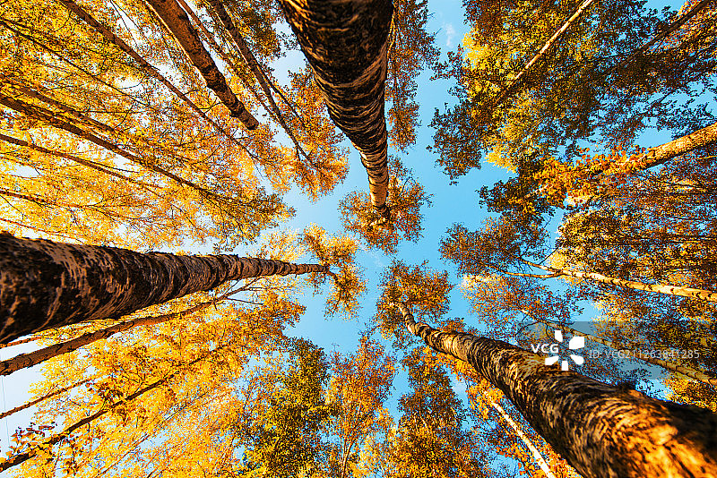 大兴安岭秋色秋景图片素材