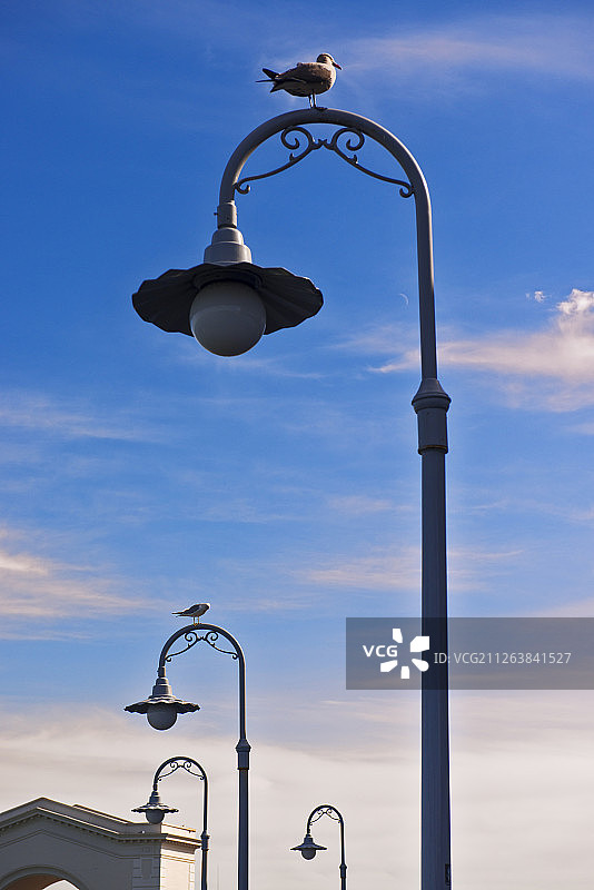 灯柱上的海鸥图片素材