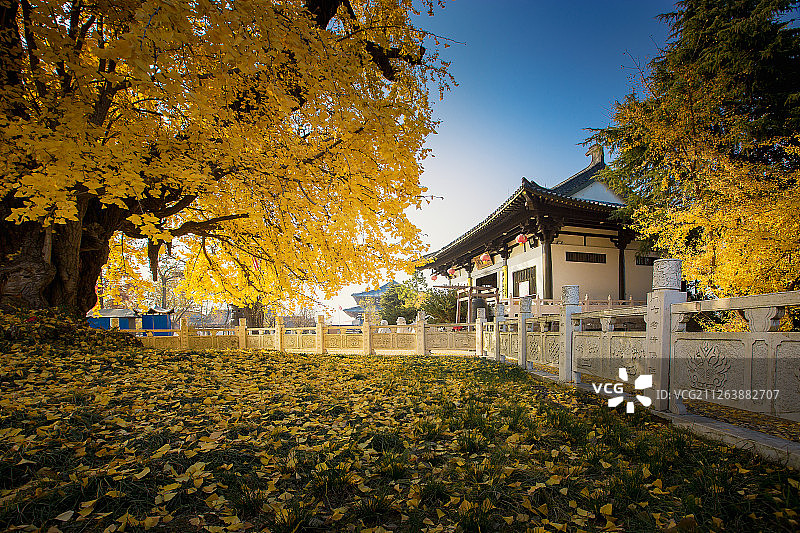 古惠济寺与千年银杏树+南京图片素材