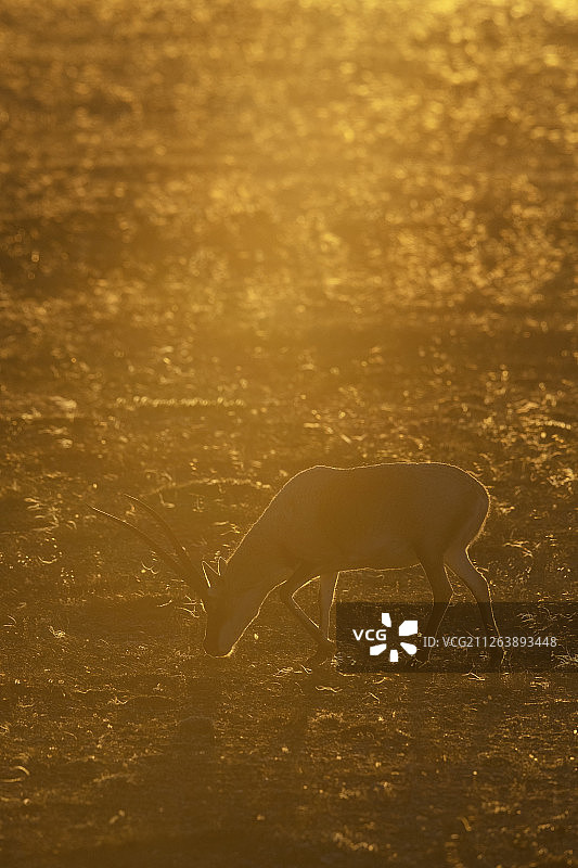 中国青海藏族高原上的藏羚羊图片素材