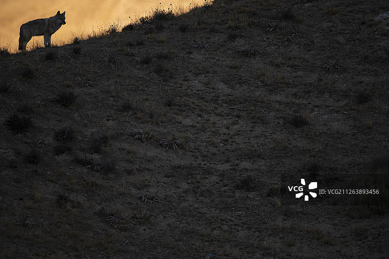藏狼，犬属亚种，都兰自然保护区，中国青海青藏高原图片素材