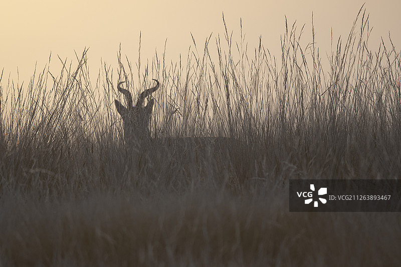 中国青海湖的普氏原羚图片素材