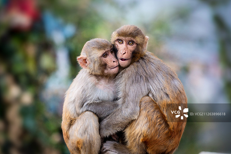 二只猴子抱团取暖图片素材