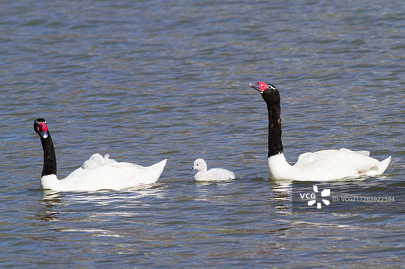 黑颈天鹅与小天鹅图片素材