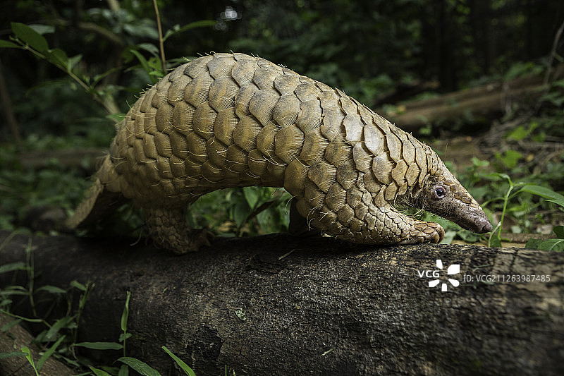 树干上的穿山甲图片素材