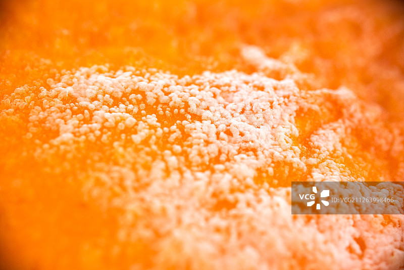 发霉的橘子图片素材