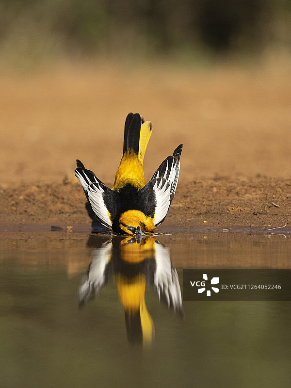 橙背黄鹂图片素材