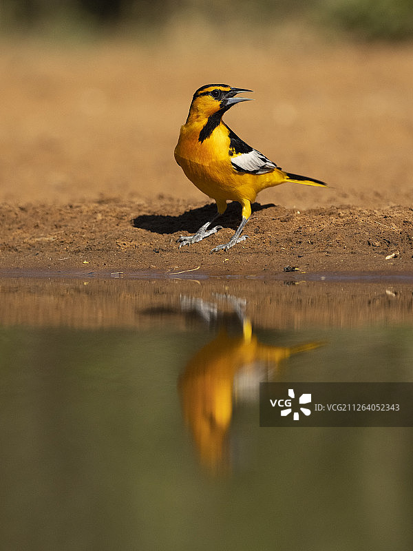 橙背黄鹂图片素材
