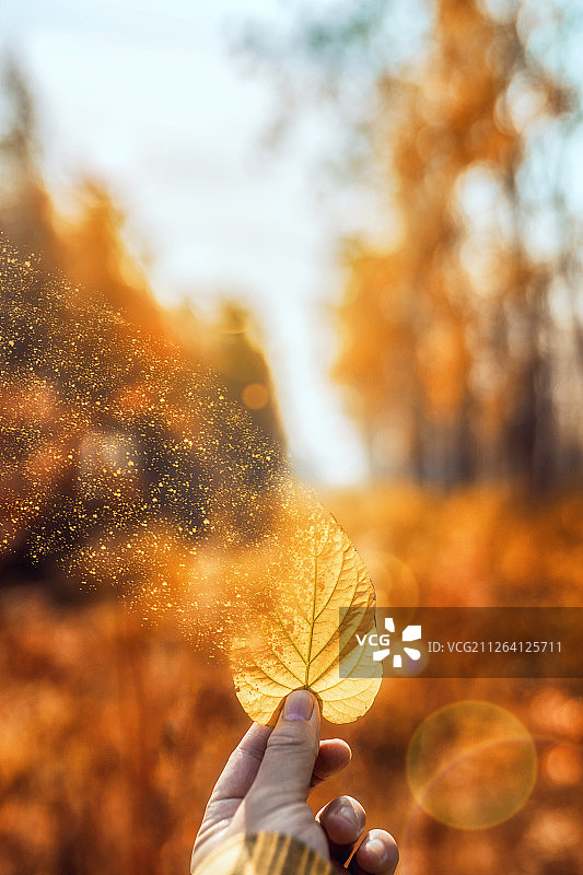 拿起秋天的落叶随风飘散图片素材