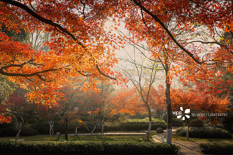 栖霞山枫叶红+南京图片素材