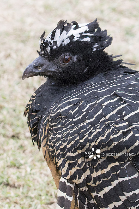 裸脸隐亭雉雌鸟特写图片素材