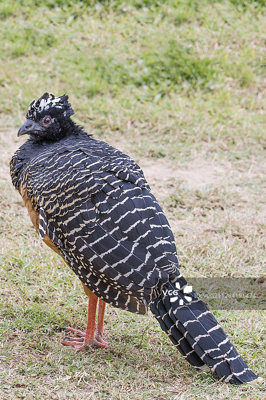 裸脸蕉鹃雌鸟图片素材