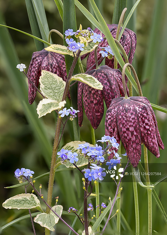 蛇头贝母的自然历史肖像图片，明媚的春日阳光图片素材
