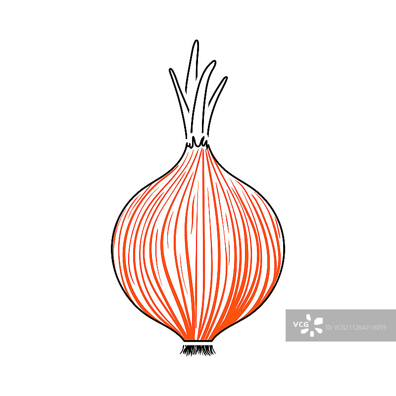 洋葱图标，带有橙色填充设计的细线矢量图图片素材