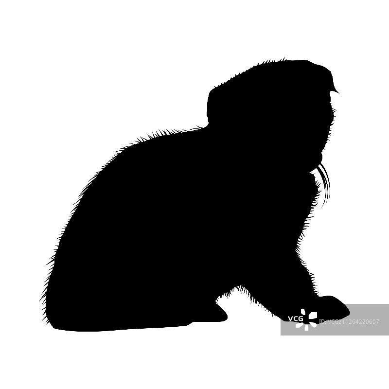 光滑清晰的猫剪影矢量插画图片素材