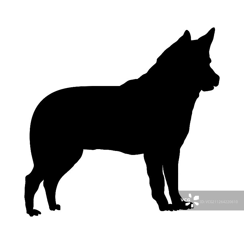 以色列迦南犬剪影矢量图图片素材