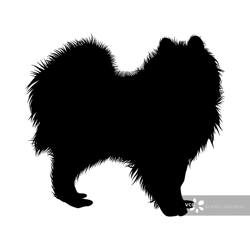 萨摩耶犬轮廓，流畅的矢量插图图片素材