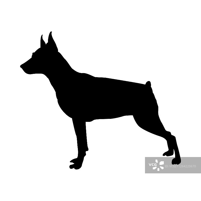 迷你杜宾犬剪影矢量图图片素材