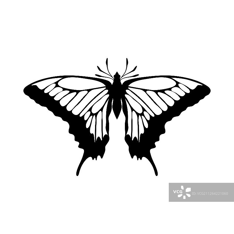 蝴蝶素描轮廓设计矢量图图片素材