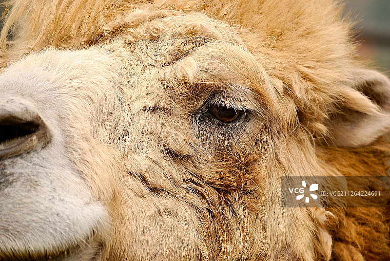 骆驼动物户外肖像图片素材