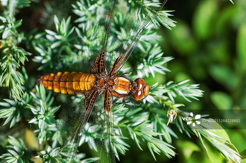 木材树枝上的漂亮蜻蜓图片素材