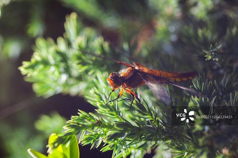 木材树枝上的漂亮蜻蜓图片素材
