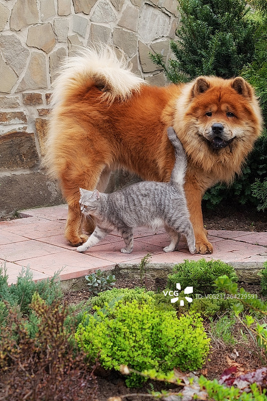 松狮犬和英国猫之间的友谊图片素材