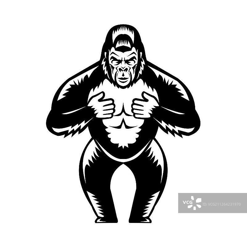 复古木刻风格插图：从正面观看，银背大猩猩捶胸，在黑白隔离背景下完成。图片素材