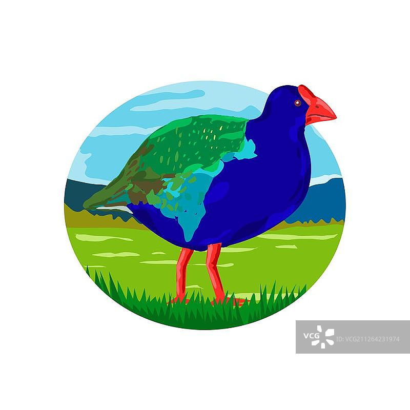 复古风格插画：新西兰秧鸡图片素材