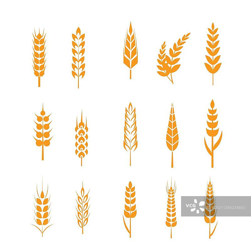 麦穗图标集：麦穗与有机小麦图片素材