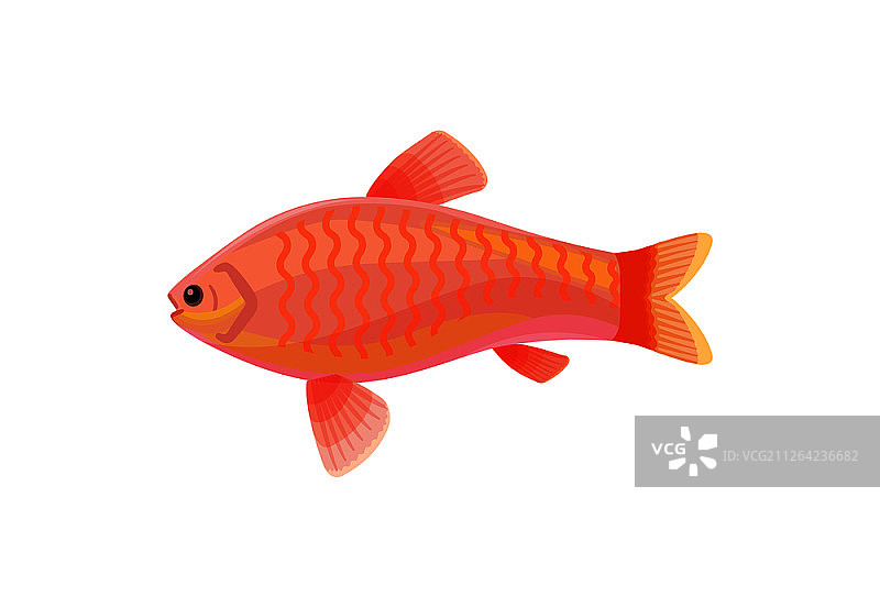 红宝石丽鱼小鱼矢量插画图片素材