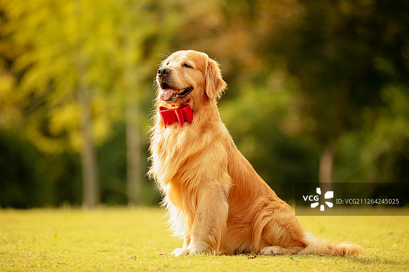 开心的金毛图片素材