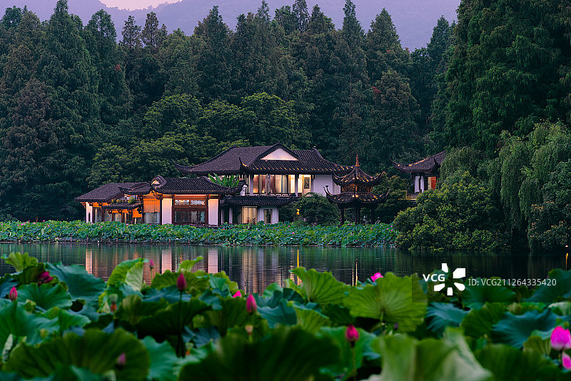浙江杭州西湖曲院风荷荷花图片素材