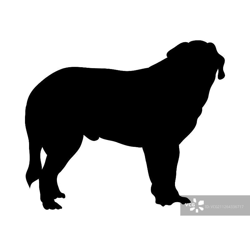 圣伯纳犬剪影。流畅的矢量插图图片素材