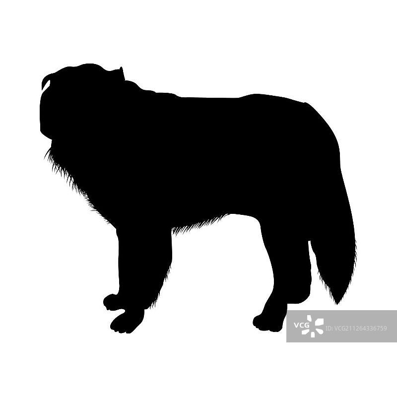 波兰牧羊犬轮廓矢量图图片素材