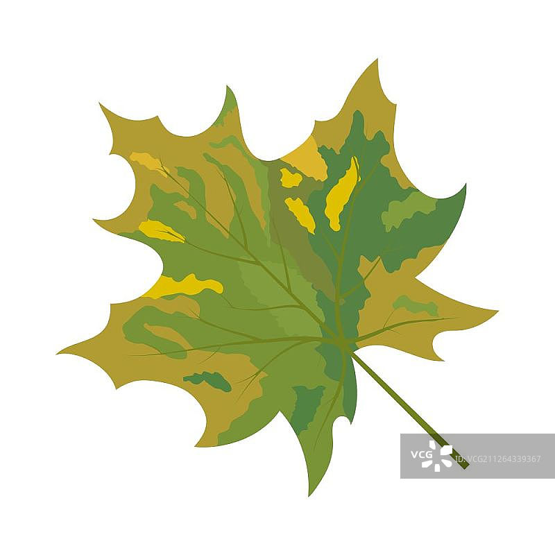 秋季枫叶矢量插画图片素材