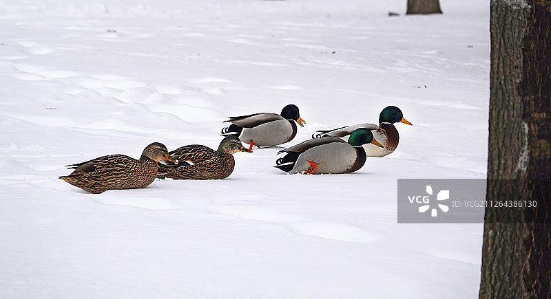 绿头鸭在雪地上滑行图片素材