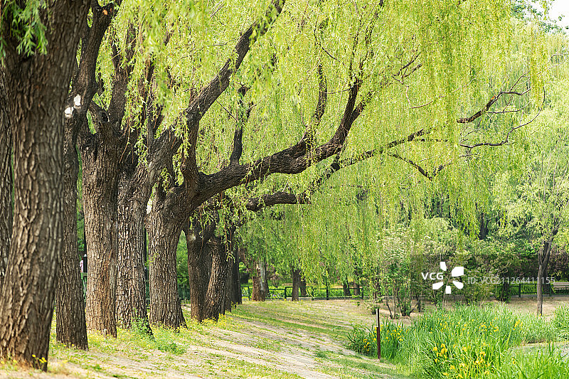 公园里的树林图片素材