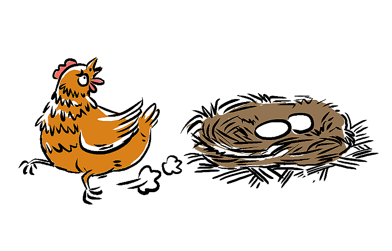 下完蛋的老母鸡图片素材