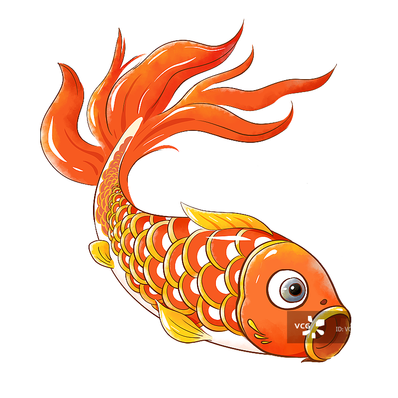 锦鲤图片素材