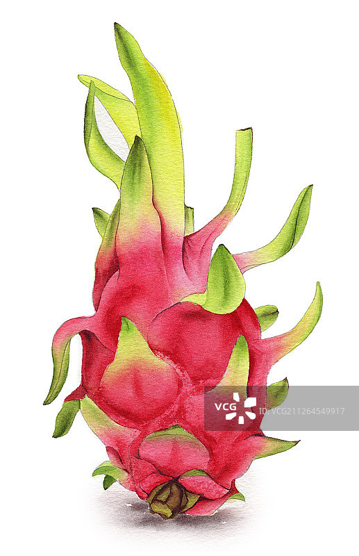 手绘水彩水果火龙果设计素材插画图片素材