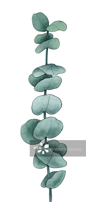 水彩手绘尤加利叶子植物设计素材插画图片素材