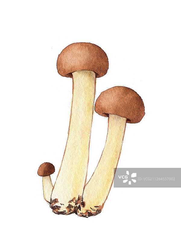 手绘水彩蘑菇植物设计素材插画图片素材