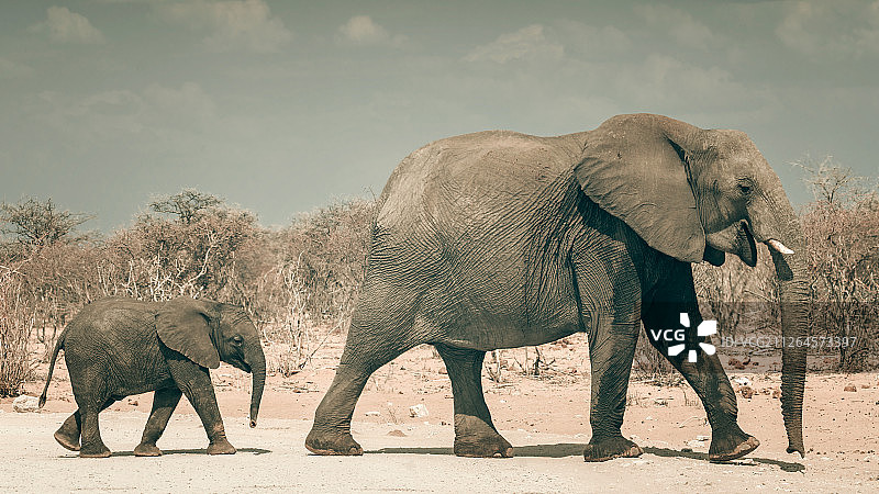 纳米比亚埃托沙国家公园的大象图片素材
