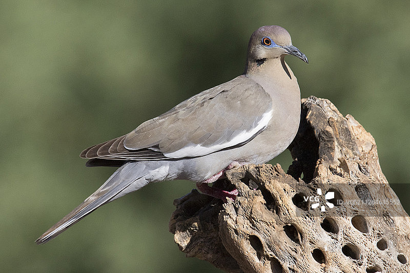 白翅哀鸽图片素材